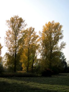 20121023Schwarzpappeln_Rhein1