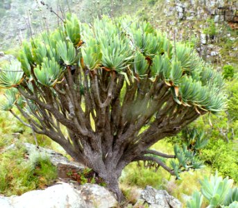 1_Aloe_plicatilis_-_Fan_Aloe_of_South_Africa_1