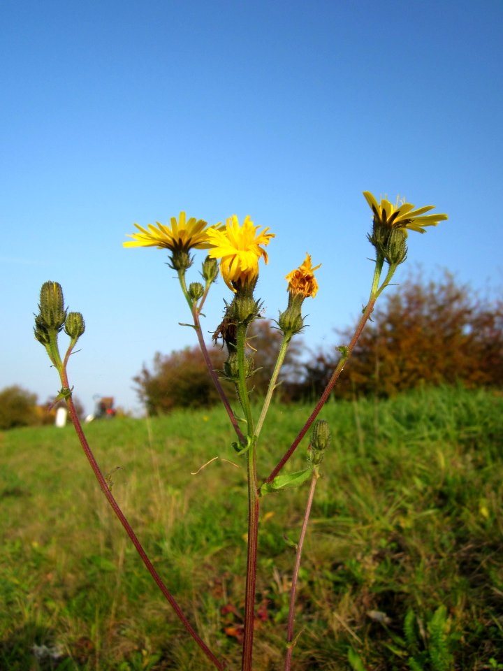 20121023Picris_hieracioides2