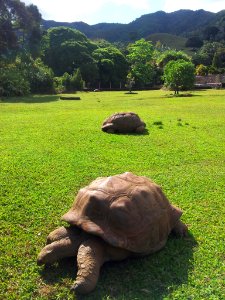 1_Aldabra_tortoises_at_Vallee_Ferney_1