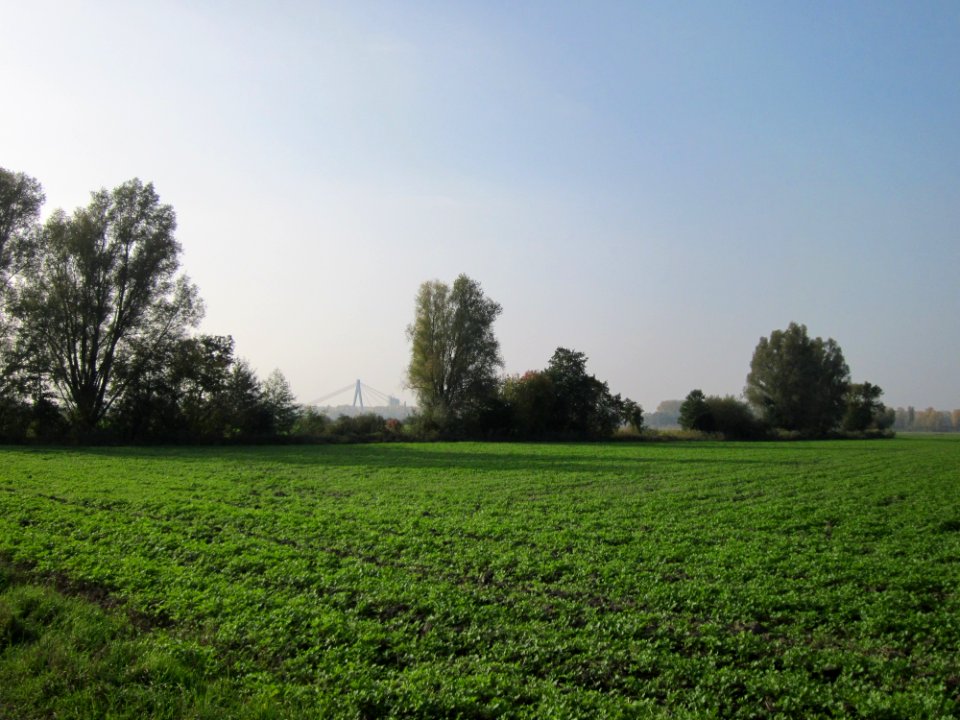 20121023Hockenheimer_Rheinbogen1
