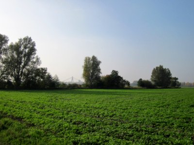 20121023Hockenheimer_Rheinbogen1