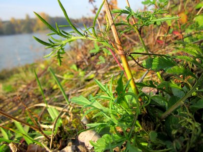 20121022Rhein_Hockenheim11