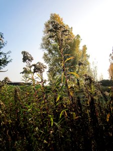 20121023Kanadische_Goldrute_Rhein