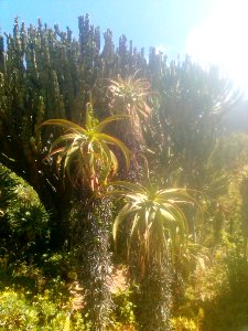 1_Aloe_speciosa_-_Tilt-head_Aloe_-_South_Africa