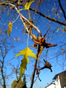 20121113Silberahorn_Hockenheim4
