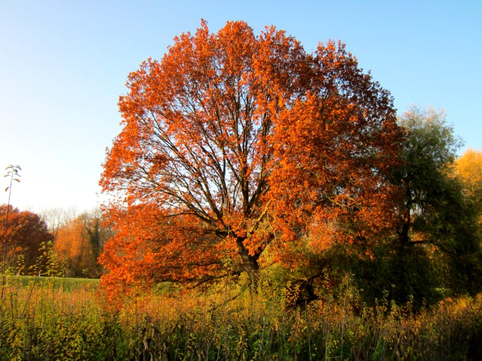 20121113Schleiwiese05