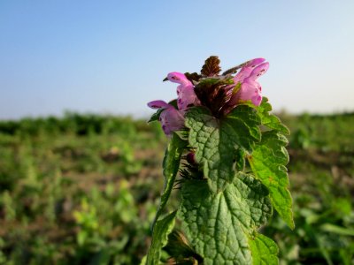 20121023Lamium_purpureum3