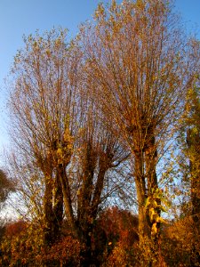 20121113Silberweide_Hockenheim2