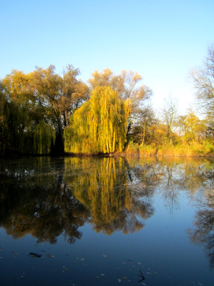 20121113Trauerweide_Ketschau5