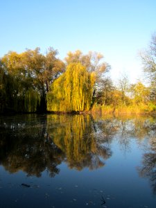 20121113Trauerweide_Ketschau5