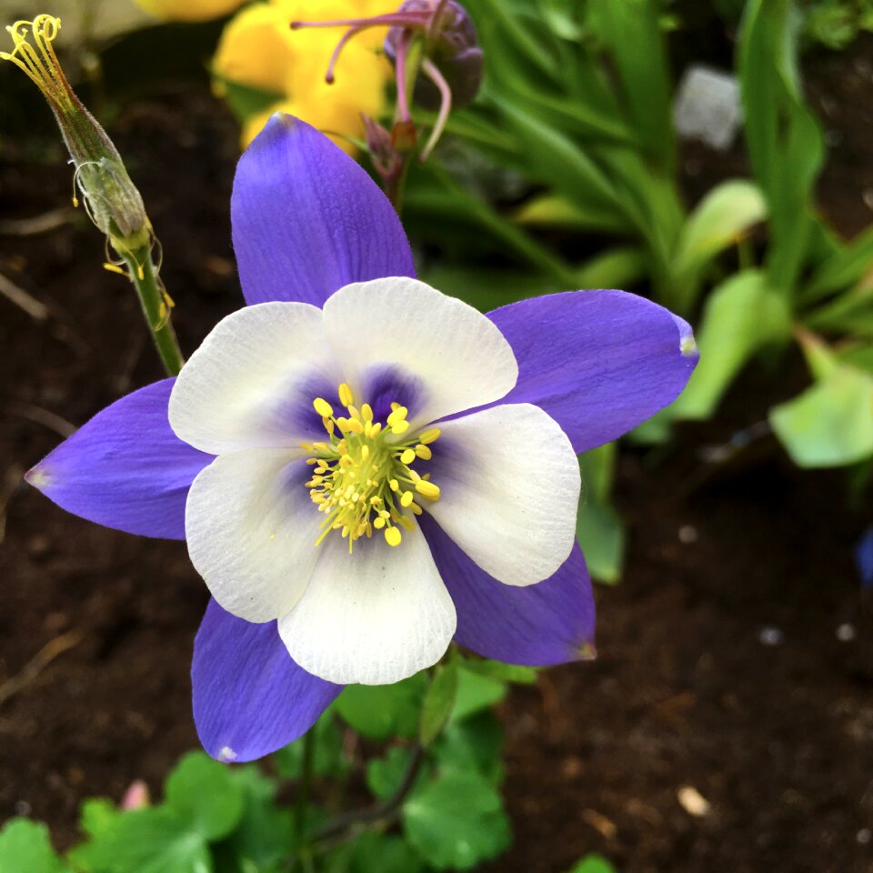 Earth day earth bloom