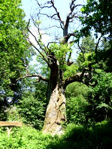 1000_jaehrige_Eiche_in_Gadow