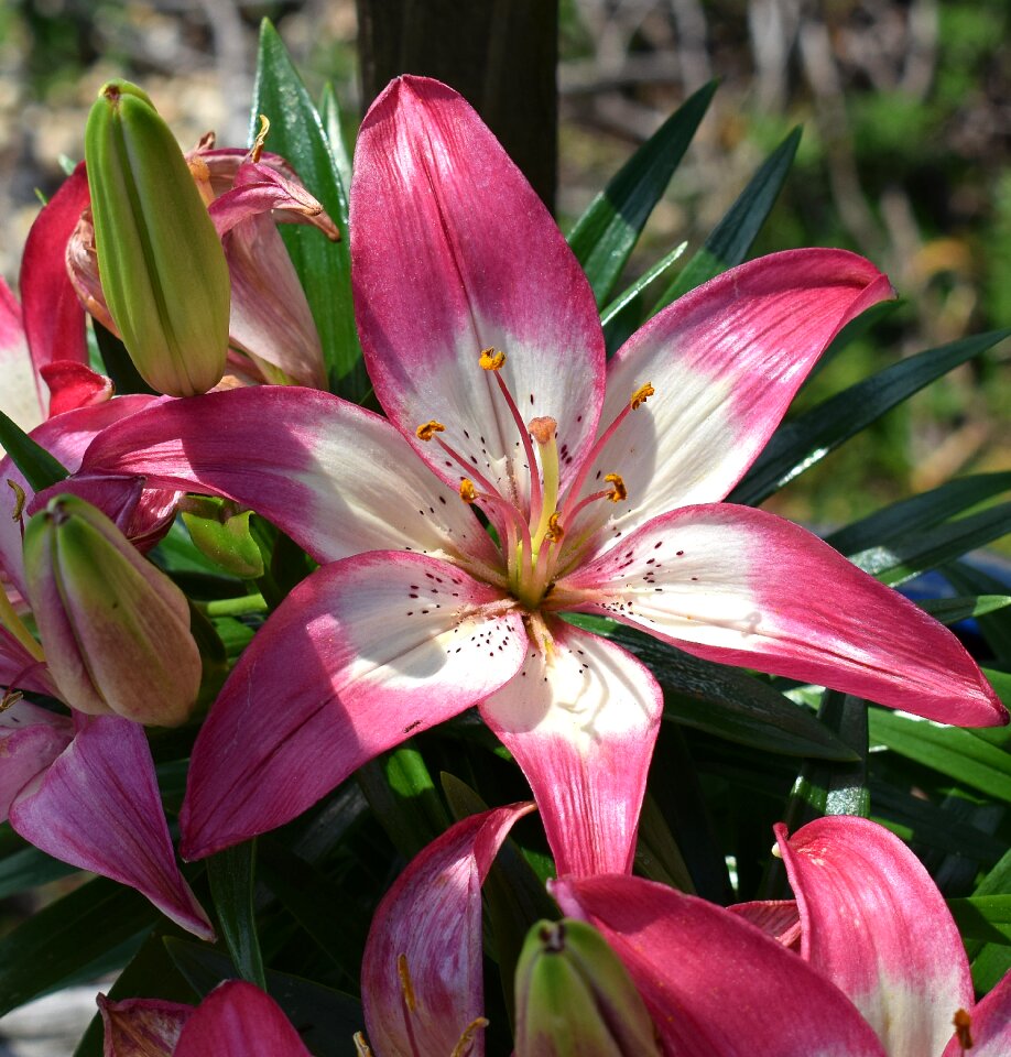 Bloom plant perennial