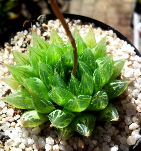 1_Haworthia_cooperi_-_Kirstenbosch