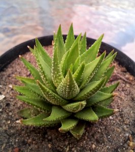 1_Haworthia_fasciata_-_small_plant_in_cultivation_-_CT