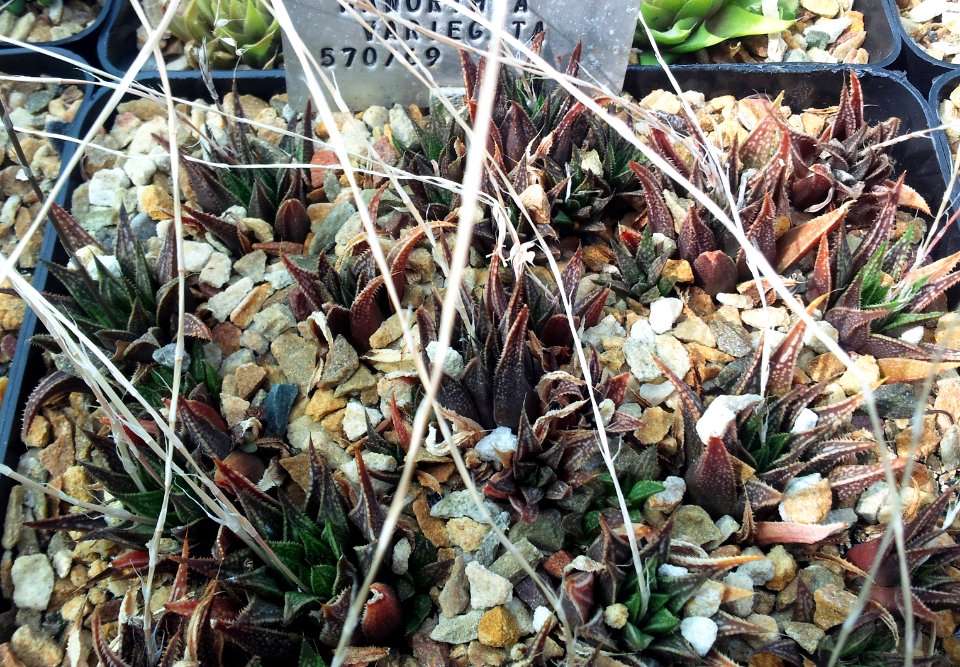 1_Haworthia_variegata_-_SBG_8