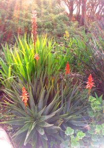 1_Aloe_succotrina_-_Kirstenbosch_gardens_5