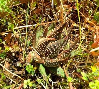 1_Haworthia_maxima_in_habitat_-_Worcester_South_Africa