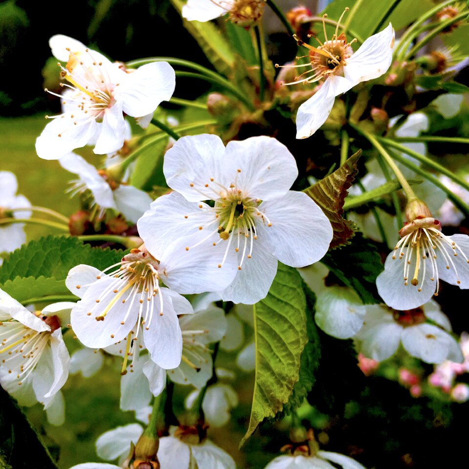 Spring buds flowers