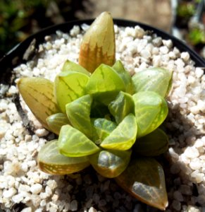 1_Haworthia_turgida_var_turgida_-_Kirstenbosch