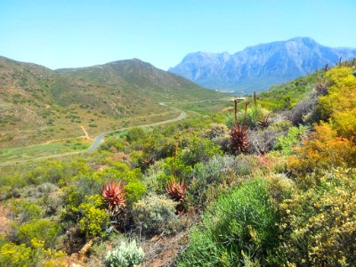 1_Typical_Robertson_Karoo_vegetation_-_KDNBG