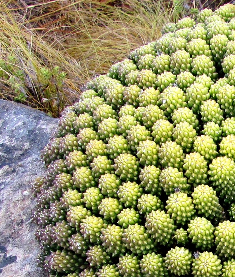1_Euphorbia_caput-medusae_-_Lions_Head_-_Cape_Town_SA_1