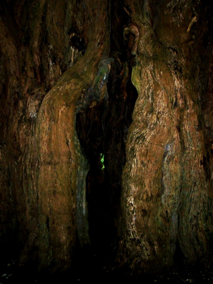 1,300_year_old_yew_tree,_St_Nicholas,_Ringwould_(detail)