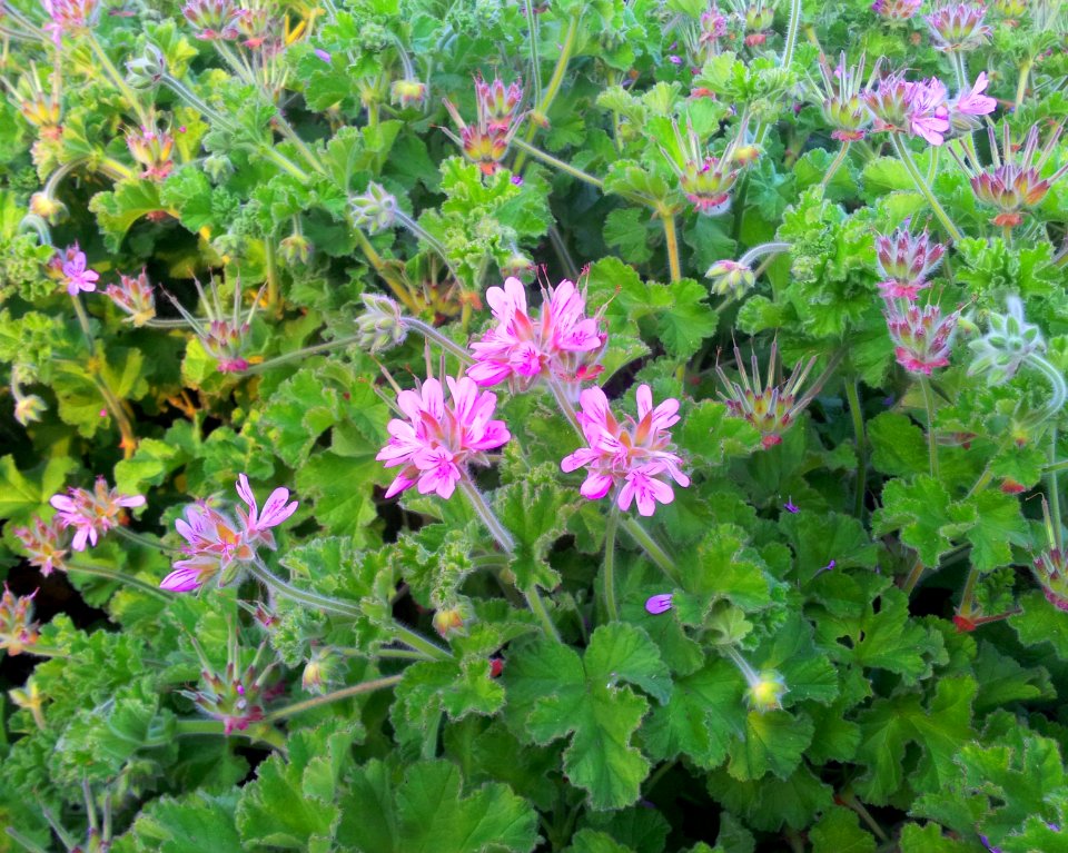 1_Pelargonium_capitatum_-_rose_scented_pelargonium_-_Cape_Town