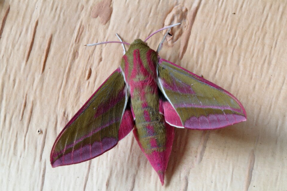 Insect hawk-moths pink
