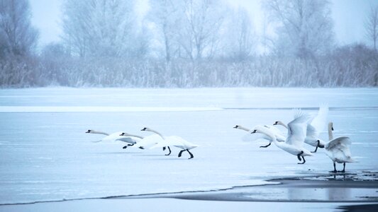 Frozen cold ice cold