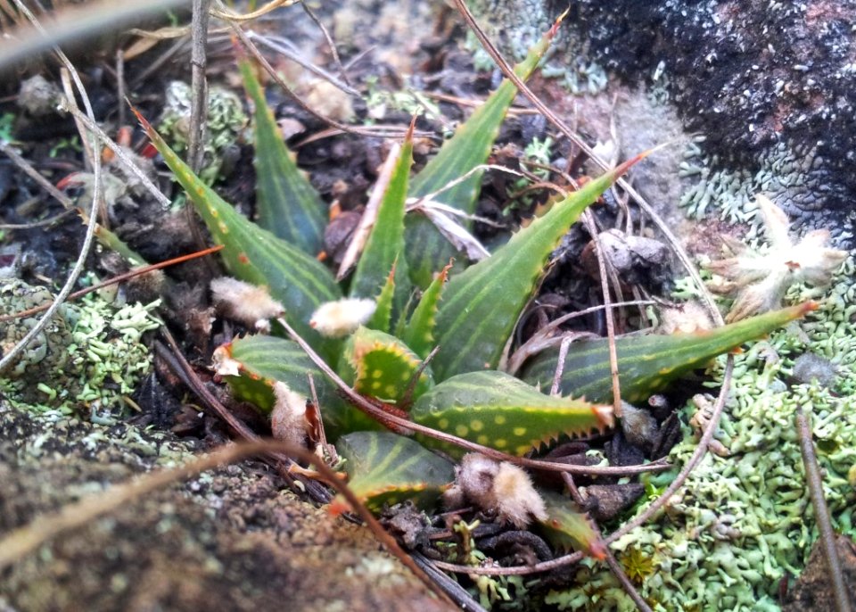 1_Haworthia_mirabilis_-_Bredasdorp