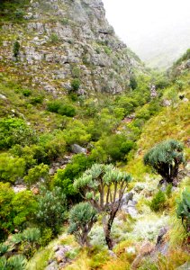 1_Fan_Aloe_trees_in_Western_Cape_mountains_-_South_Africa