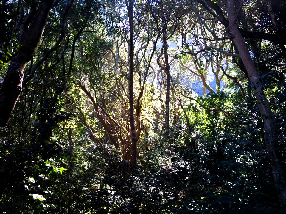 1_Indigenous_Afrotemperate_forest_-_Cape_Town