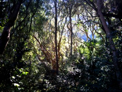 1_Indigenous_Afrotemperate_forest_-_Cape_Town photo