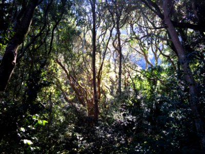 1_Indigenous_Afrotemperate_forest_-_Cape_Town
