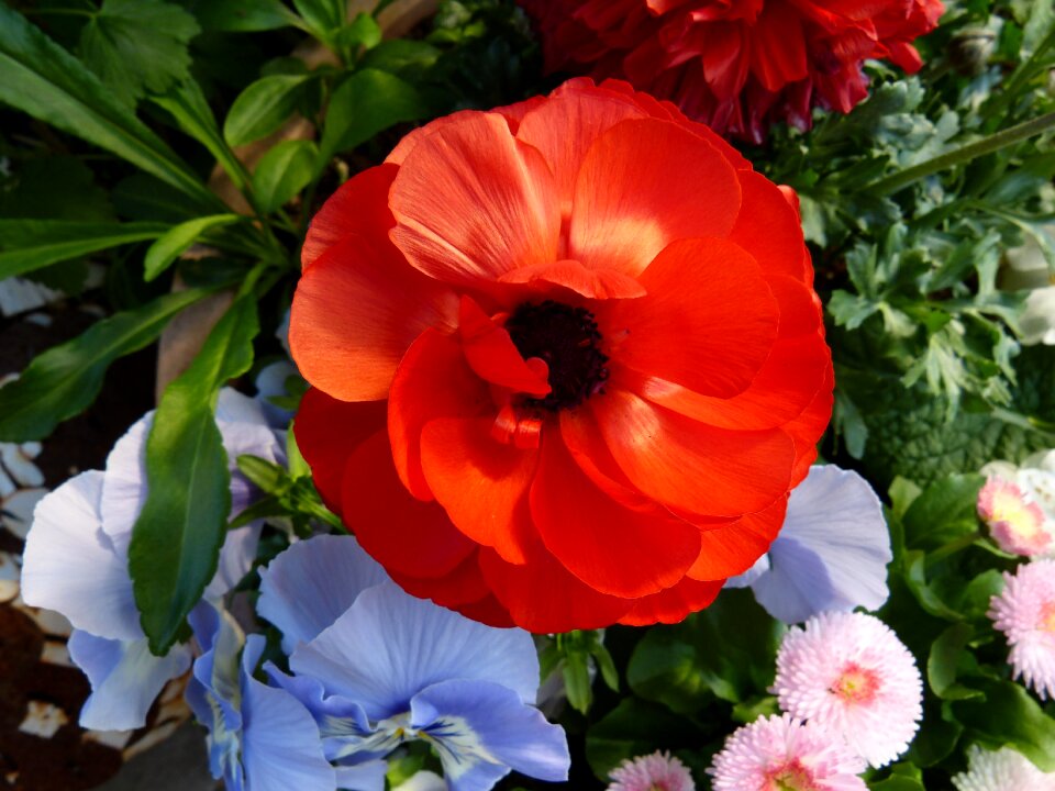 Anemone bellis pansy