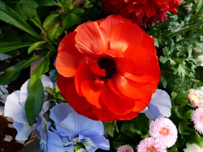 Anemone bellis pansy