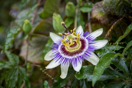 Bloom plant nature