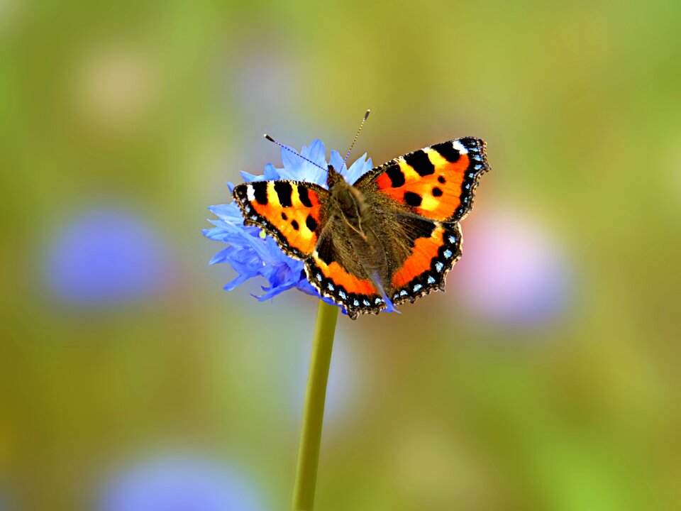 Nature scene orange alive
