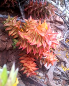 1_Astroloba_spirella_-_Western_Cape