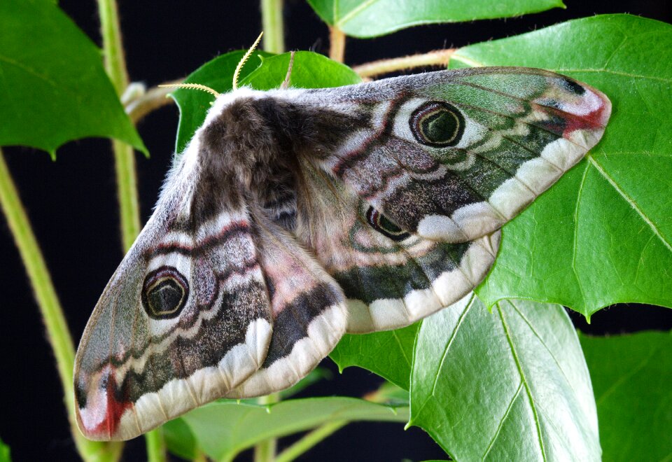Macro wildlife lepidoptera