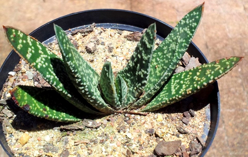 1_Gasteria_carinata_var_verrucosa_1