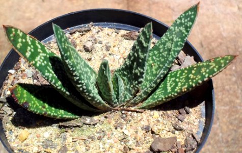1_Gasteria_carinata_var_verrucosa_1