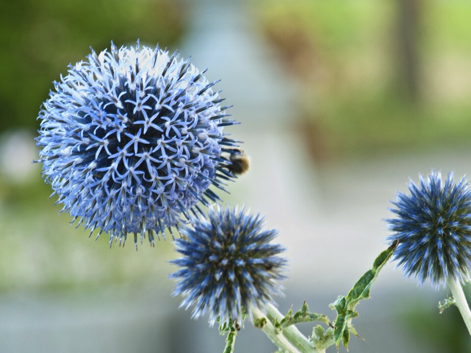 Blue prickly bee