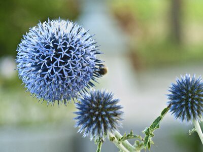 Blue prickly bee photo