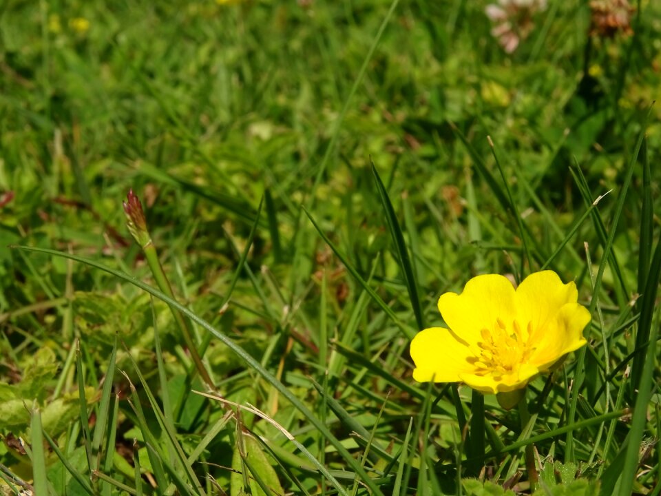 Yellow prairie pre