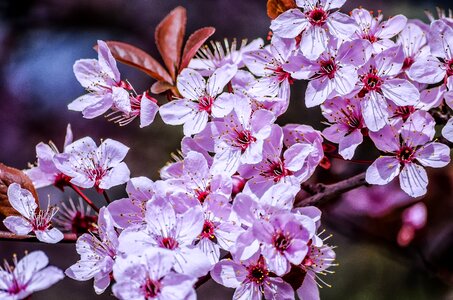 Spring flowers cherry flowers
