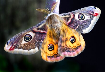 Lepidoptera uk macro