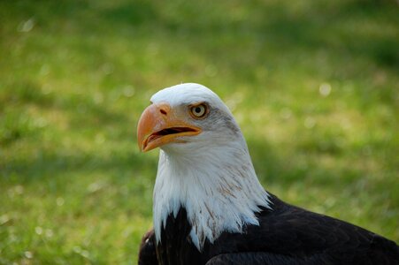 Animals bird of prey raptor